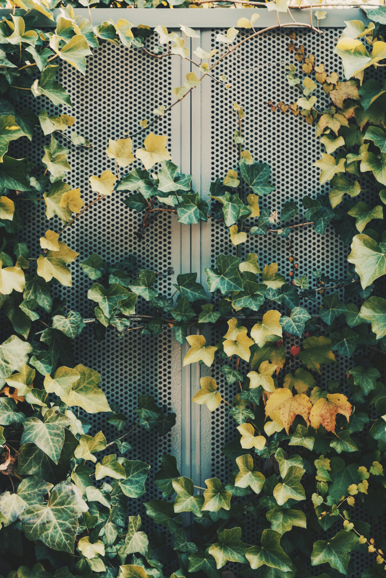 Blog – Privacy su Terrazzi e Balconi – Edera e Rampicanti Blog - Privacy su Terrazzi e Balconi - Edera e Rampicanti