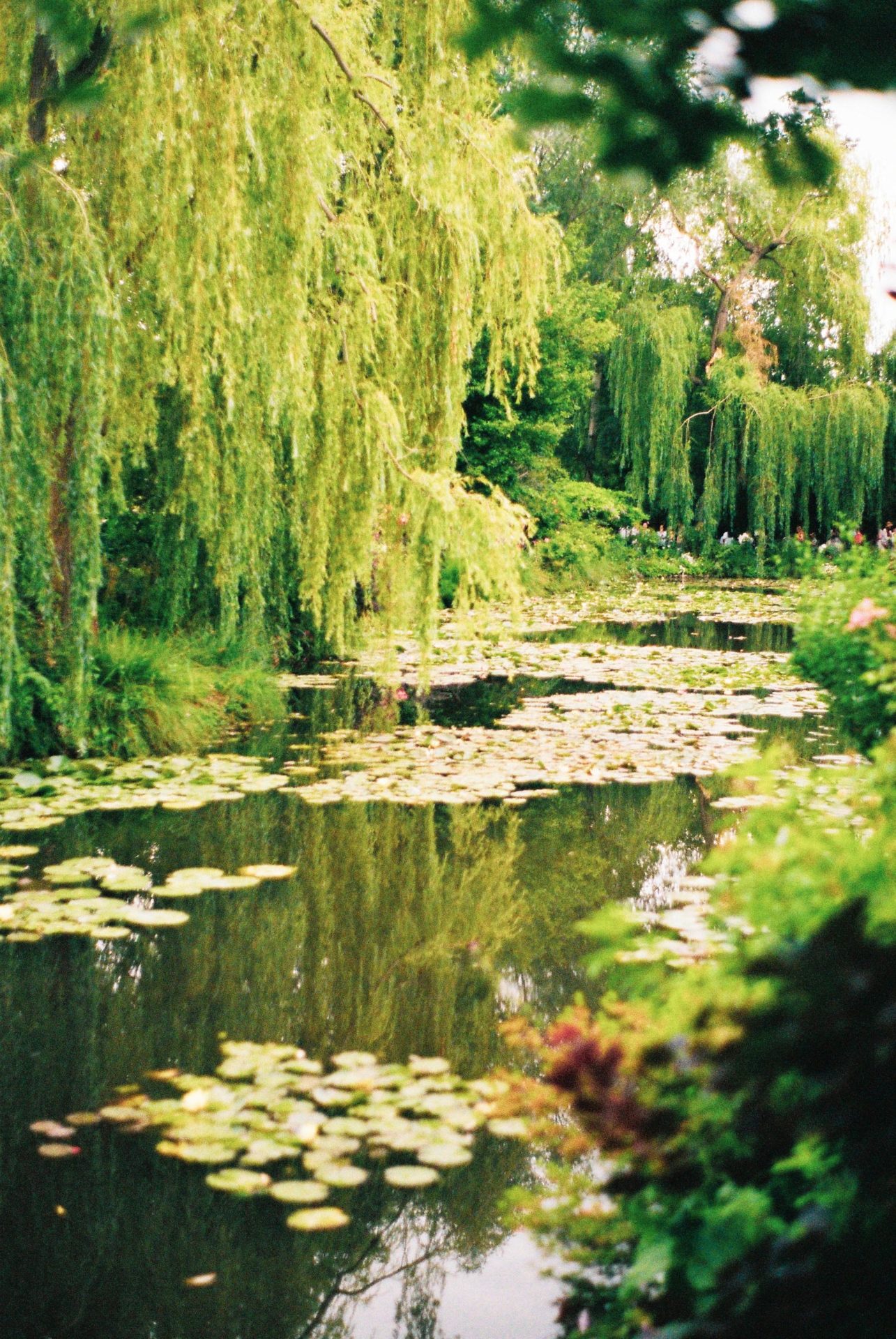 Blog – Giardini dal Mondo – Giardino di Monet Blog - Giardini dal Mondo - Giardino di Monet