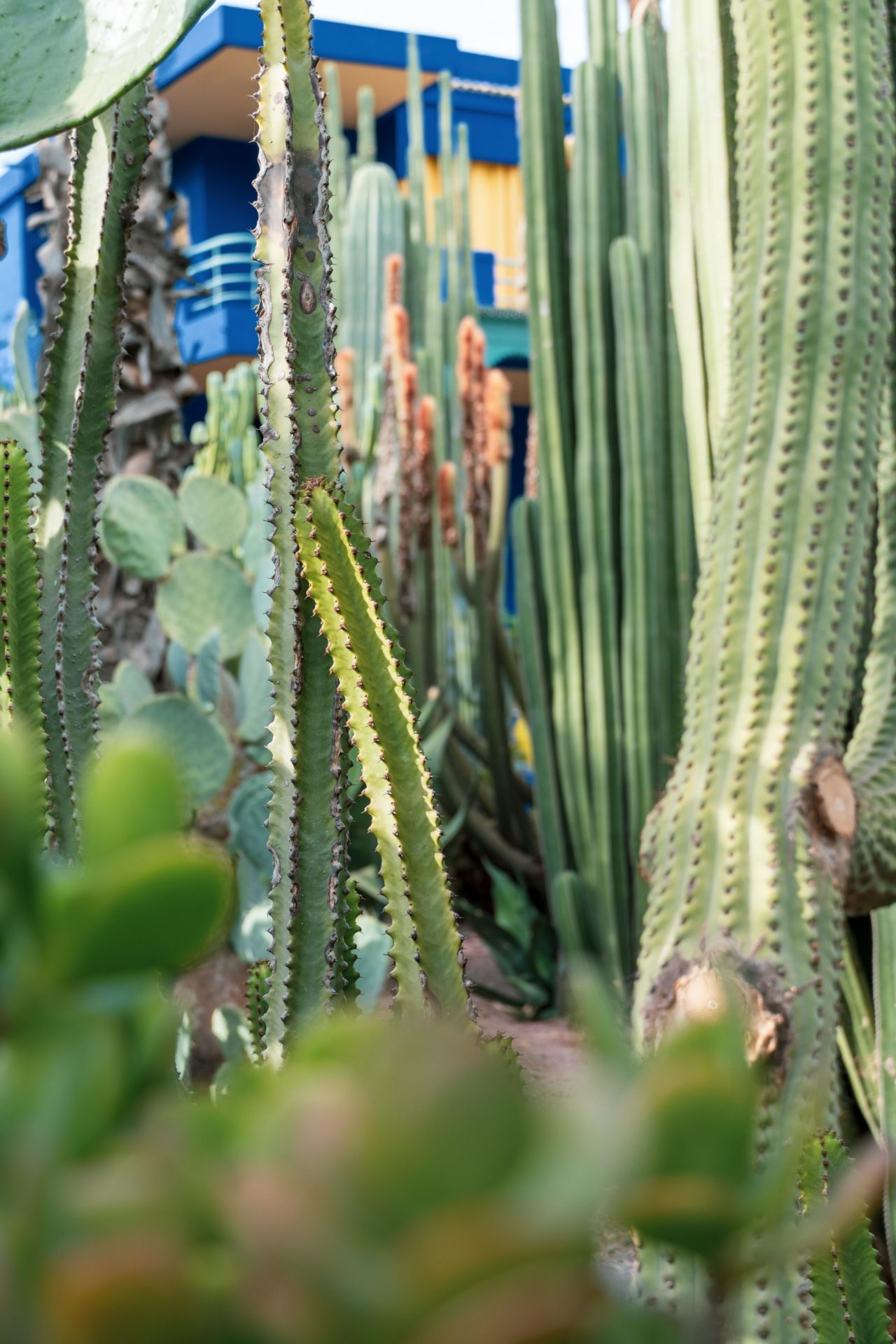 Blog – Giardini dal Mondo – Le Jardin Majorelle Blog - Giardini dal Mondo - Le Jardin Majorelle