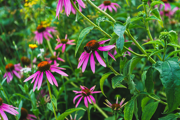 Blog - Giardini d'Inverno - Proposte - Echinacea Purpurea Magnus