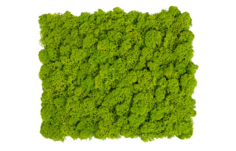 Campionatura linea Moss for Home by Verde Passione