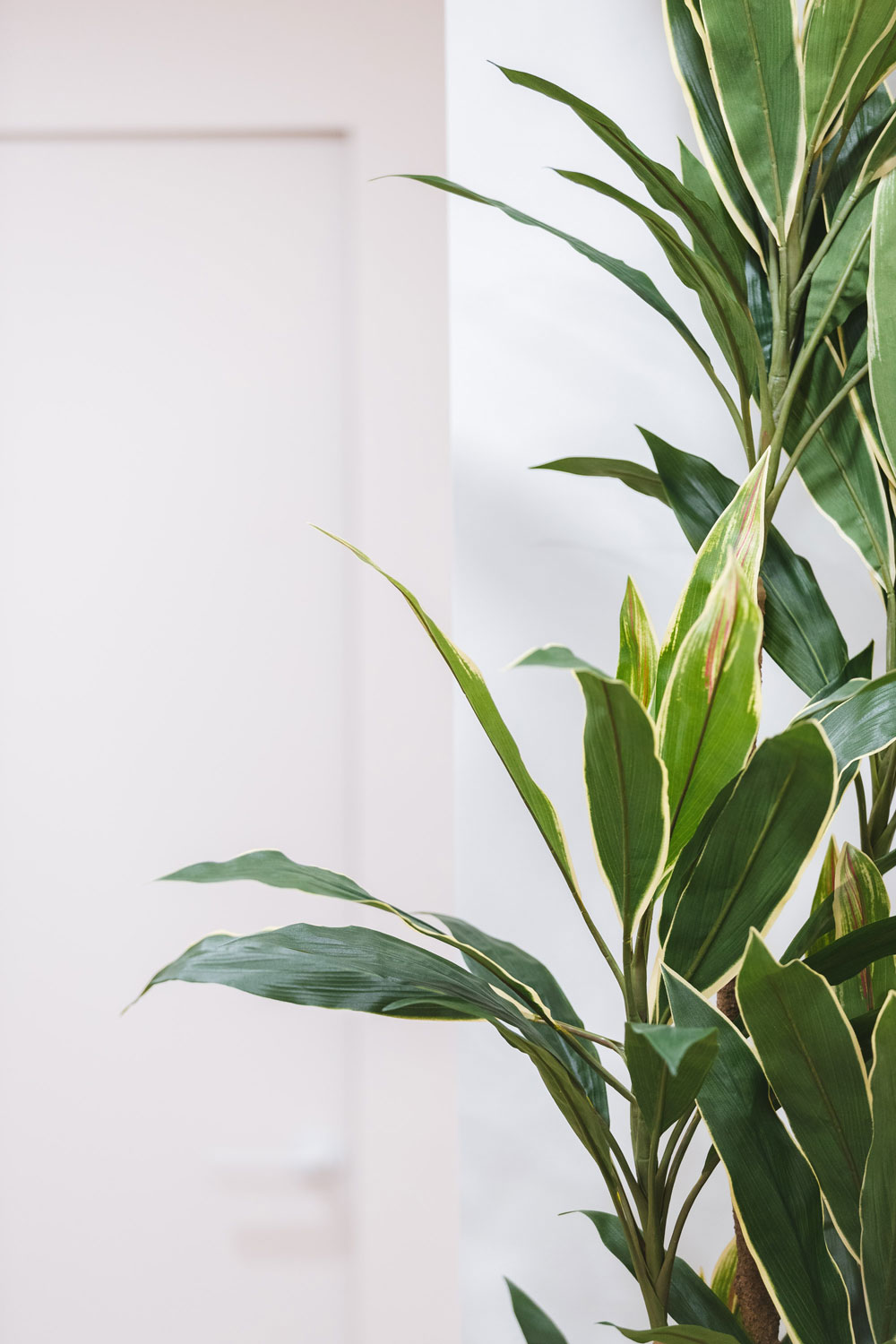 Beauty&SPA – La CLINIC Milano – Piante Semi-Naturali e Fioriere Modello Wild Jungle Floor – by Verde Passione Beauty&SPA - La CLINIC Milano - Piante Semi-Naturali e Fioriere Modello Wild Jungle Floor - by Verde Passione