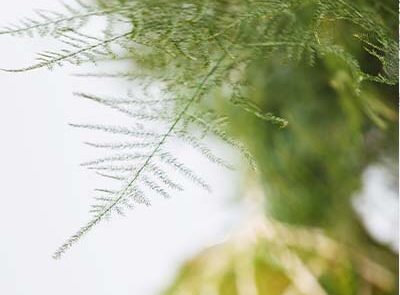 Elemento decorativo di ispirazione giapponese Kokedama by Verde Passione