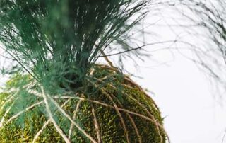 Elemento decorativo di ispirazione giapponese Kokedama by Verde Passione