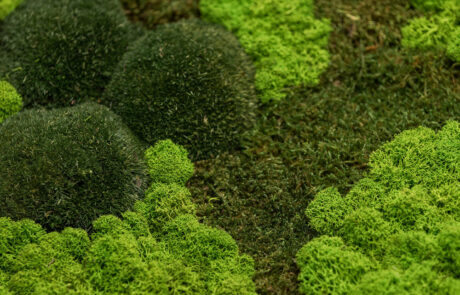 Pareti in muschi e licheni naturali stabilizzate by Verde Passione