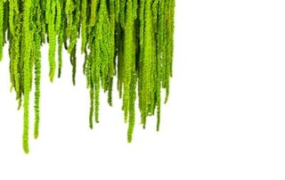 Elemento sospeso con fronde di Amarantus naturale stabilizzato a cascata