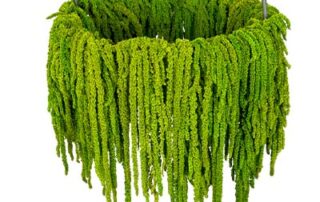 Elemento sospeso con fronde di Amarantus naturale stabilizzato a cascata
