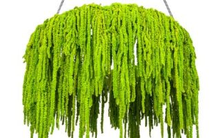 Elemento sospeso con fronde di Amarantus naturale stabilizzato a cascata