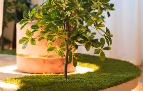 Beauty&SPA - The Sensy Lounge Milano - Piante Semi-Naturali e Prato Grass Stabilizzato - by Verde Passione