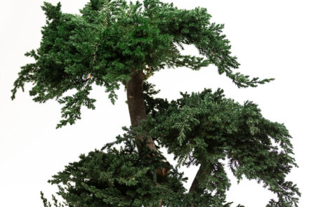 Bonsai Modello Ginepro con chioma naturale stabilizzata