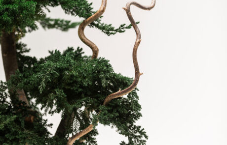 Bonsai Modello Ginepro con chioma naturale stabilizzata
