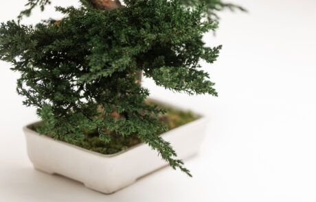 Bonsai Modello Ginepro con chioma naturale stabilizzata