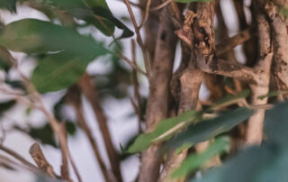 Beauty&SPA - The Sensy Lounge Milano - Piante Semi-Naturali e Prato Grass Stabilizzato - by Verde Passione