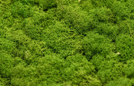 Pareti in muschi e licheni naturali stabilizzate by Verde Passione
