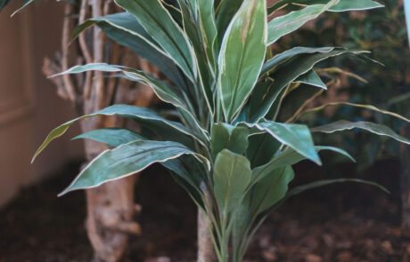 Beauty&SPA - The Sensy Lounge Milano - Piante Semi-Naturali e Prato Grass Stabilizzato - by Verde Passione