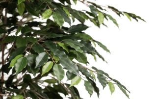 Linea Piante Semi-Naturali - Modello Ficus Exotica - Verde Passione