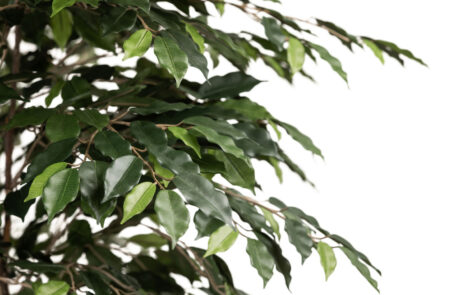 Linea Piante Semi-Naturali - Modello Ficus Exotica - Verde Passione