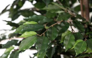 Linea Piante Semi-Naturali - Modello Ficus Exotica - Verde Passione