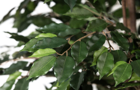 Linea Piante Semi-Naturali - Modello Ficus Exotica - Verde Passione