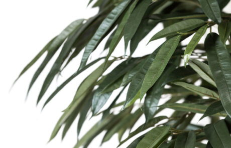 Linea Piante Semi-Naturali - Modello Ficus Longifolia - Verde Passione