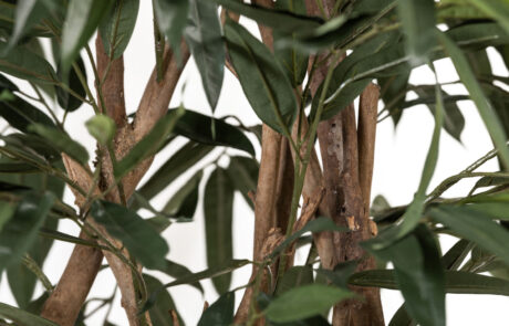 Linea Piante Semi-Naturali - Modello Ficus Longifolia - Verde Passione