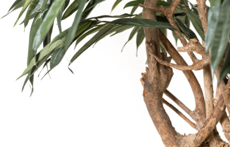 Linea Piante Semi-Naturali - Modello Ficus Longifolia - Verde Passione