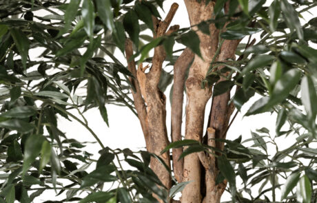 Linea Piante Semi-Naturali - Modello Ficus Myrsinifolia - Verde Passione