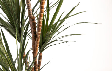 Linea Piante Semi-Naturali - Modello Dracaena - Verde Passione