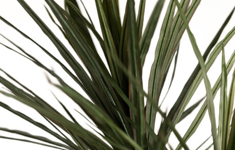 Linea Piante Semi-Naturali - Modello Dracaena - Verde Passione