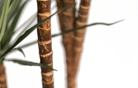 Linea Piante Semi-Naturali - Modello Dracaena - Verde Passione