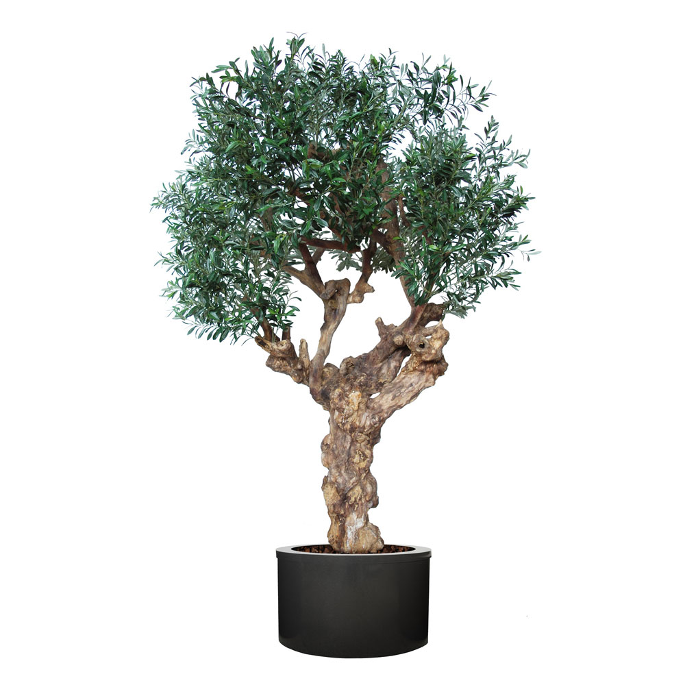 Linea Piante Semi-Naturali - Modello Olivo Secolare - Verde Passione