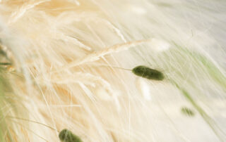 Fronde Disidratate a soffitto modello Wild Cream Boule - by Verde Passione - Wild Boule - Verde Disidratato