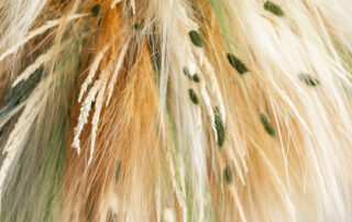 Fronde Disidratate a soffitto modello Wild Cream Boule - by Verde Passione - Wild Boule - Verde Disidratato