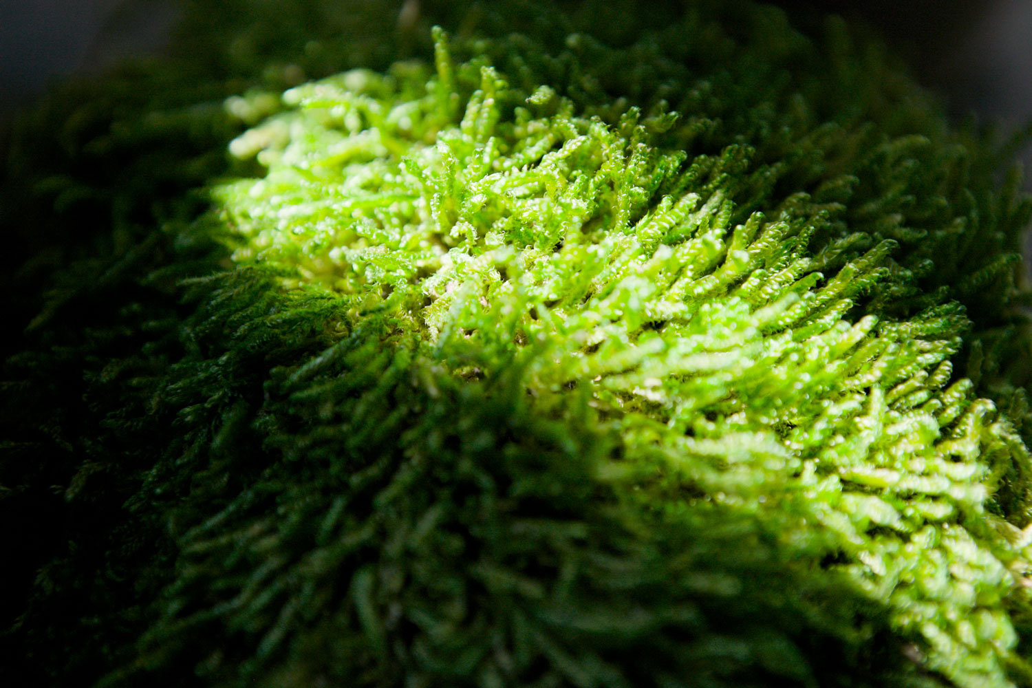 Blog – Muschi e Licheni Stabilizzati – Verde Passione Blog - Muschi e Licheni Stabilizzati - Verde Passione