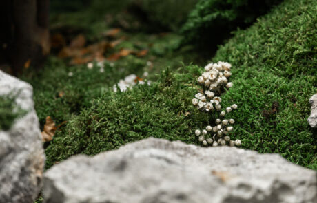 Giardino in Moss - Verde Stabilizzato e Disidratato - Verde Passione 2024