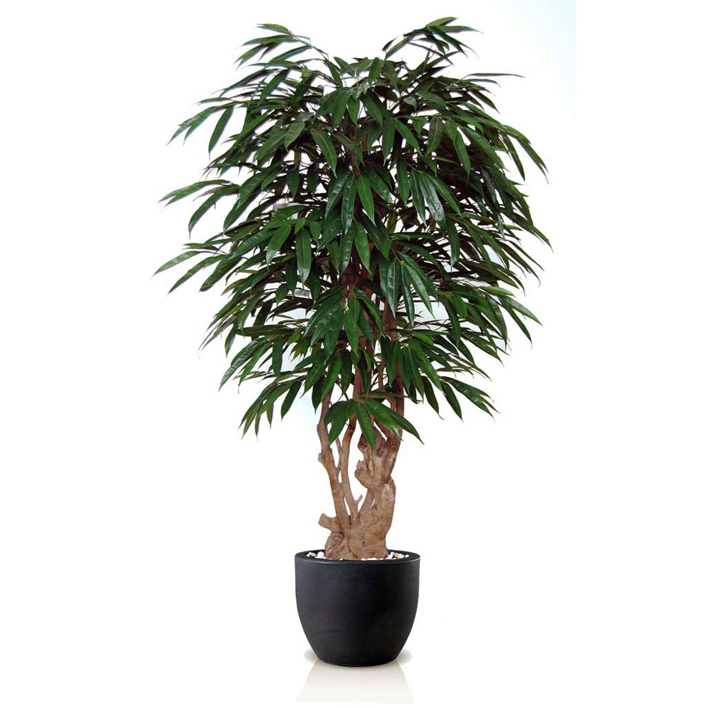 Linea Piante Semi-Naturali – Modello Ficus Longifolia – Verde Passione Linea Piante Semi-Naturali - Modello Ficus Longifolia - Verde Passione