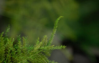 Parete in Moss - Modello Amazzonia Wall - Verde Stabilizzato - Verde Passione 2024