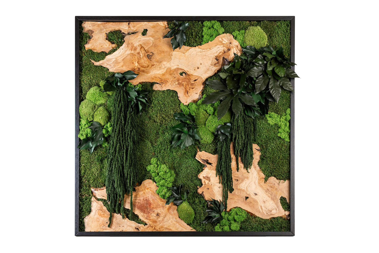 Quadro in Moss stabilizzato modello Mediterranean Frame, dimensioni, cornice e colore del lichene personalizzabile Quadro in Moss stabilizzato modello Mediterranean Frame, dimensioni, cornice e colore del lichene personalizzabile