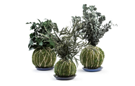 Kokedama - Vari modelli - Verde Stabilizzato - Verde Passione 2025
