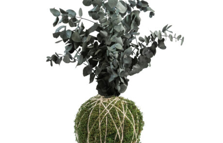 Kokedama - Modello Eucalyptus - Verde Stabilizzato - Verde Passione 2025