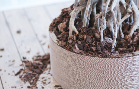 Pianta seminaturale di Ficus Myrsinifolia by Verde Passione