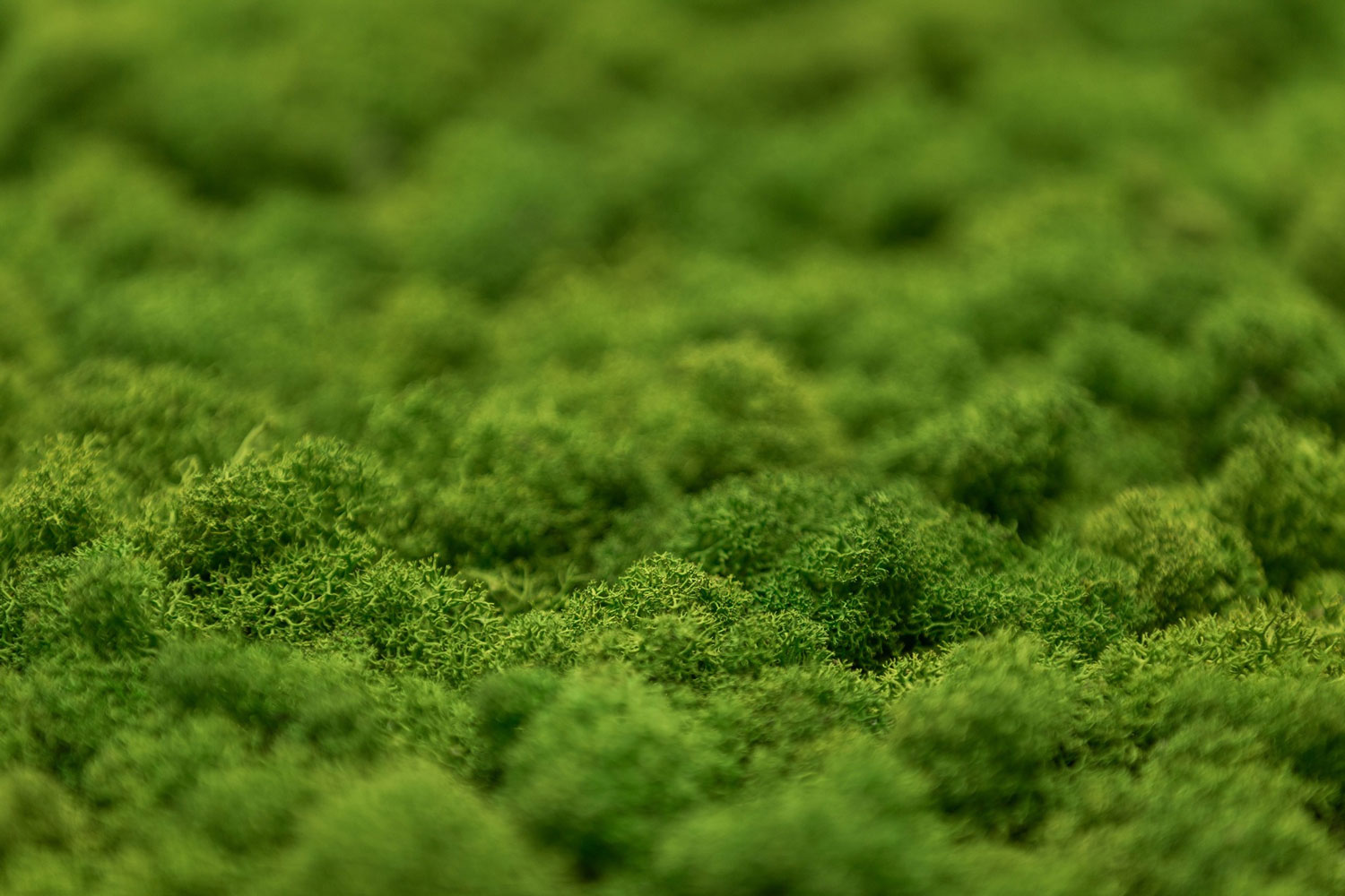 20250820_Blog_Muschio_Verde-Passione_2 Dettaglio lichene naturale stabilizzato by verde Passione