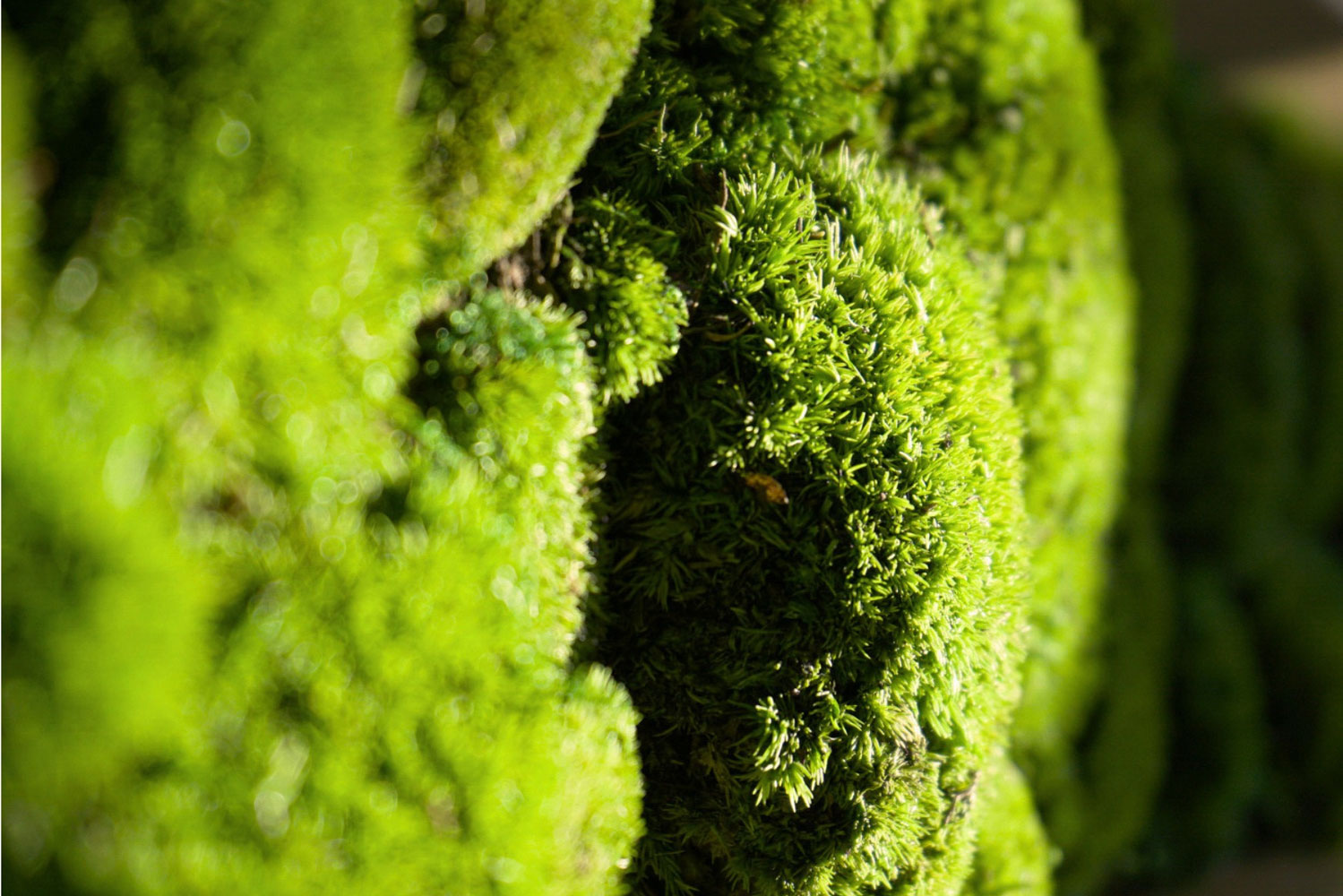 20250820_Blog_Muschio_Verde-Passione_3 Dettaglio muschio naturale stabilizzato by verde Passione
