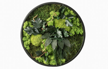 Quadro circolare in moss stabilizzato modello giungla