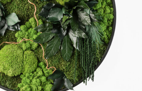 Quadro circolare in moss stabilizzato modello giungla