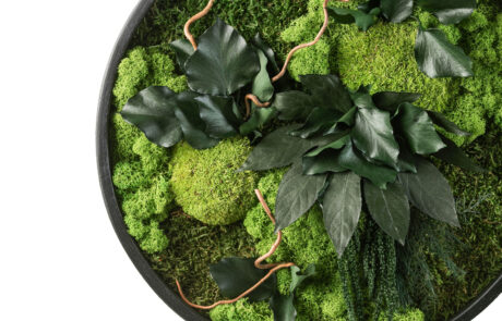 Quadro circolare in moss stabilizzato modello giungla